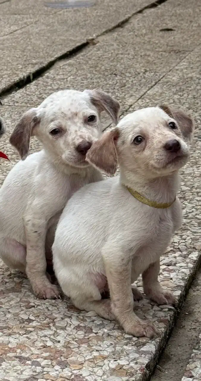 واگذاری توله شکاری نژاد دالمیشن دو ماهه|سگ|رامسر, |دیوار