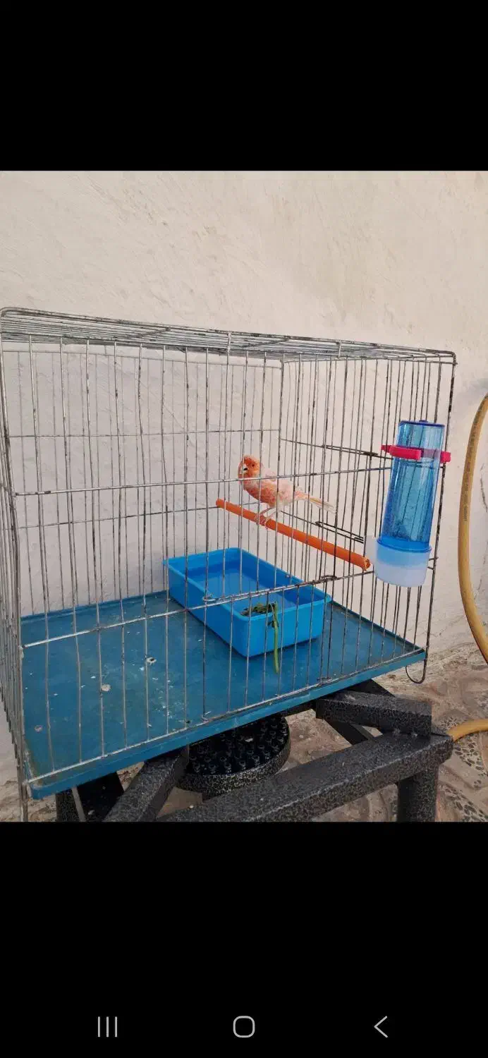 قناری نر پرتغالی|پرنده|بهار, |دیوار