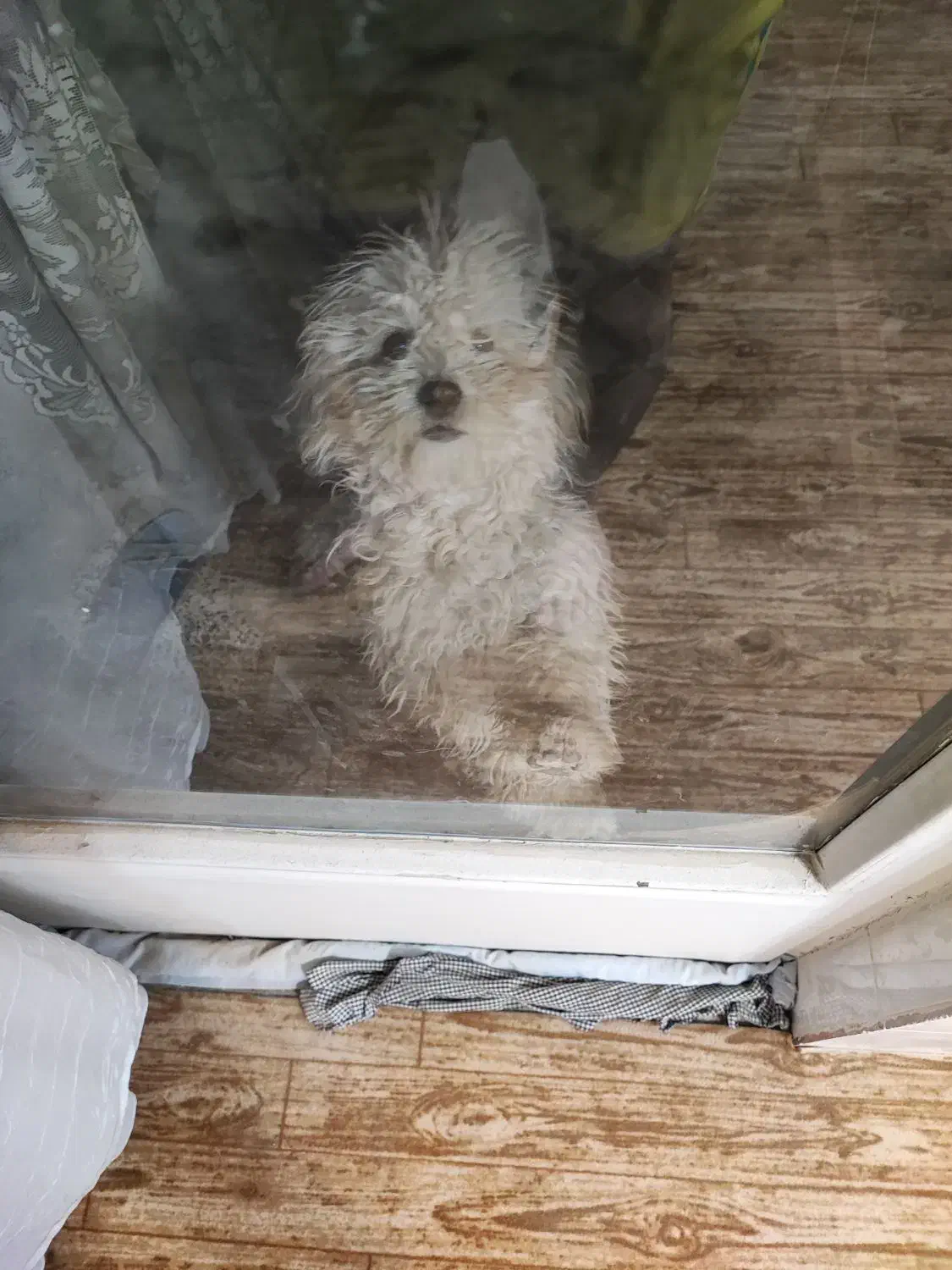 واگذاری پاپی یا معاوضه با عروس هلندی|سگ|ابریشم, |دیوار