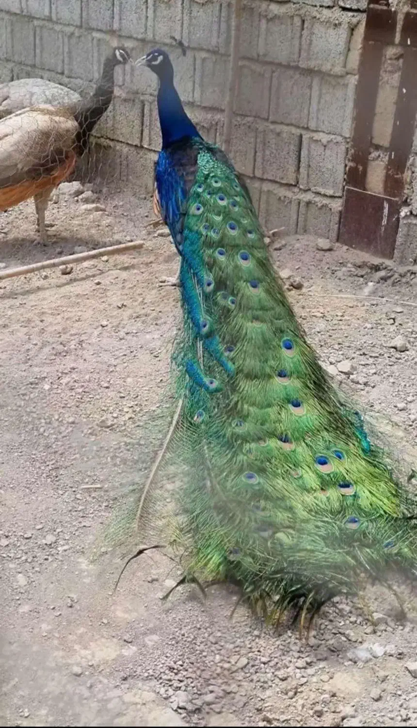 فروش جوجه طاووس|پرنده|اصفهان, خلجا|دیوار