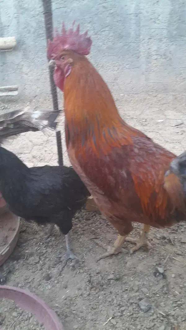 خروس محلی جوان هر کدوم ۳ کیلو گرم|حیوانات مزرعه|قیدار, |دیوار