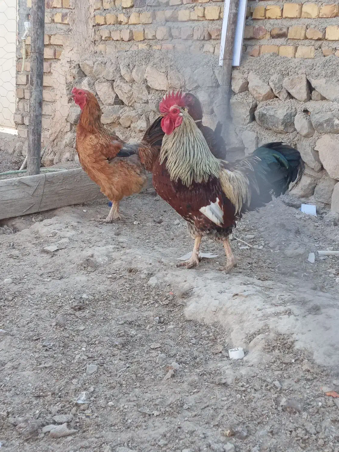 مرغ خروس|حیوانات مزرعه|آشخانه, |دیوار