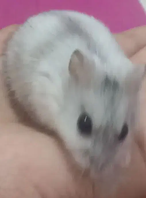 همستر کمپل نر سفید طوسی|موش و خرگوش|کرج, عظیمیه|دیوار