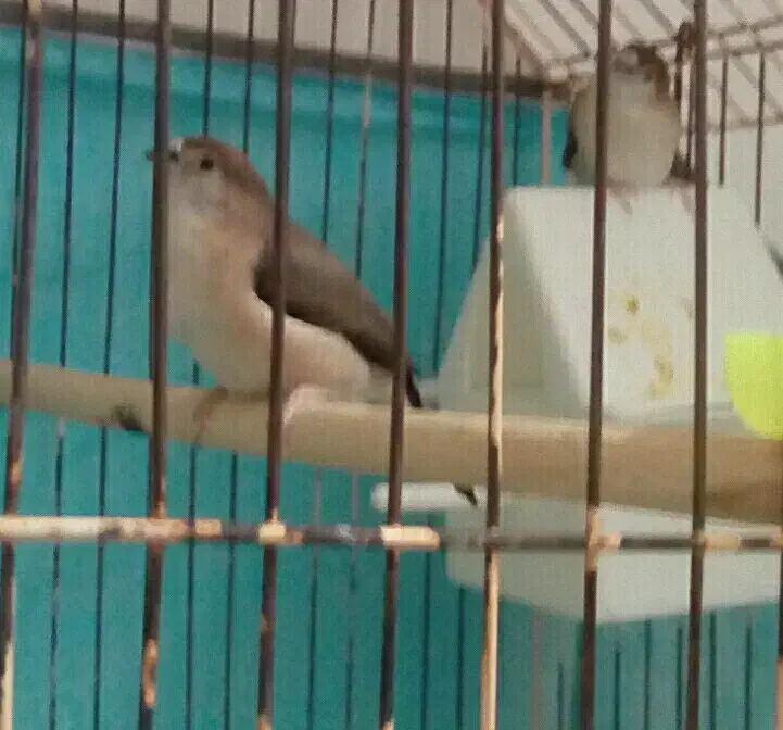 فنچ مولد خاص|پرنده|تهران, حر|دیوار