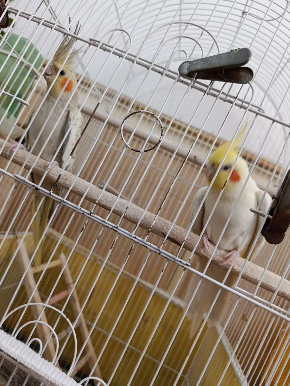 دو جفت عروس مولد|پرنده|شبانکاره, |دیوار