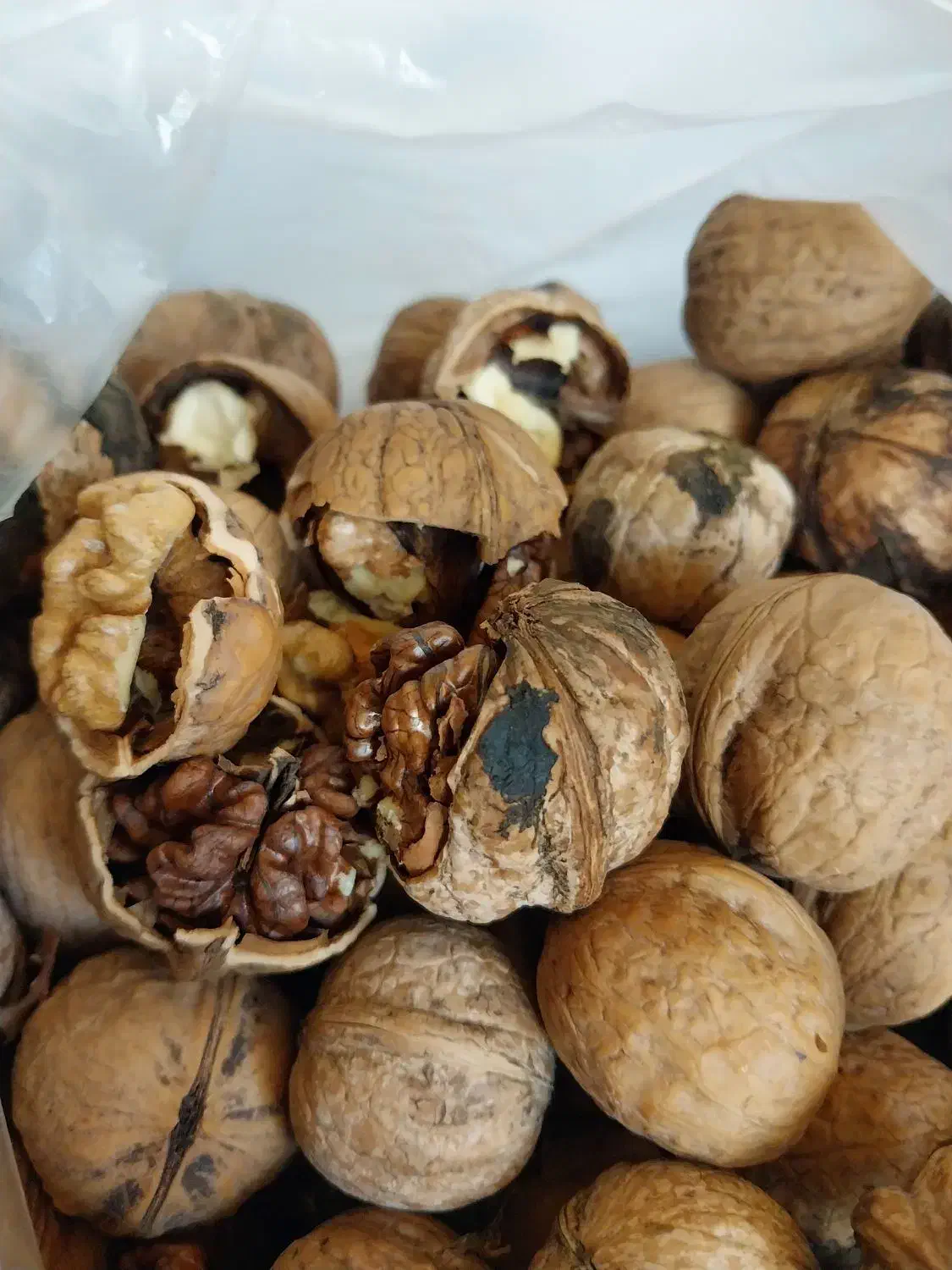 گردو محلی کوار|خوردنی و آشامیدنی|شیراز, آزادگان|دیوار