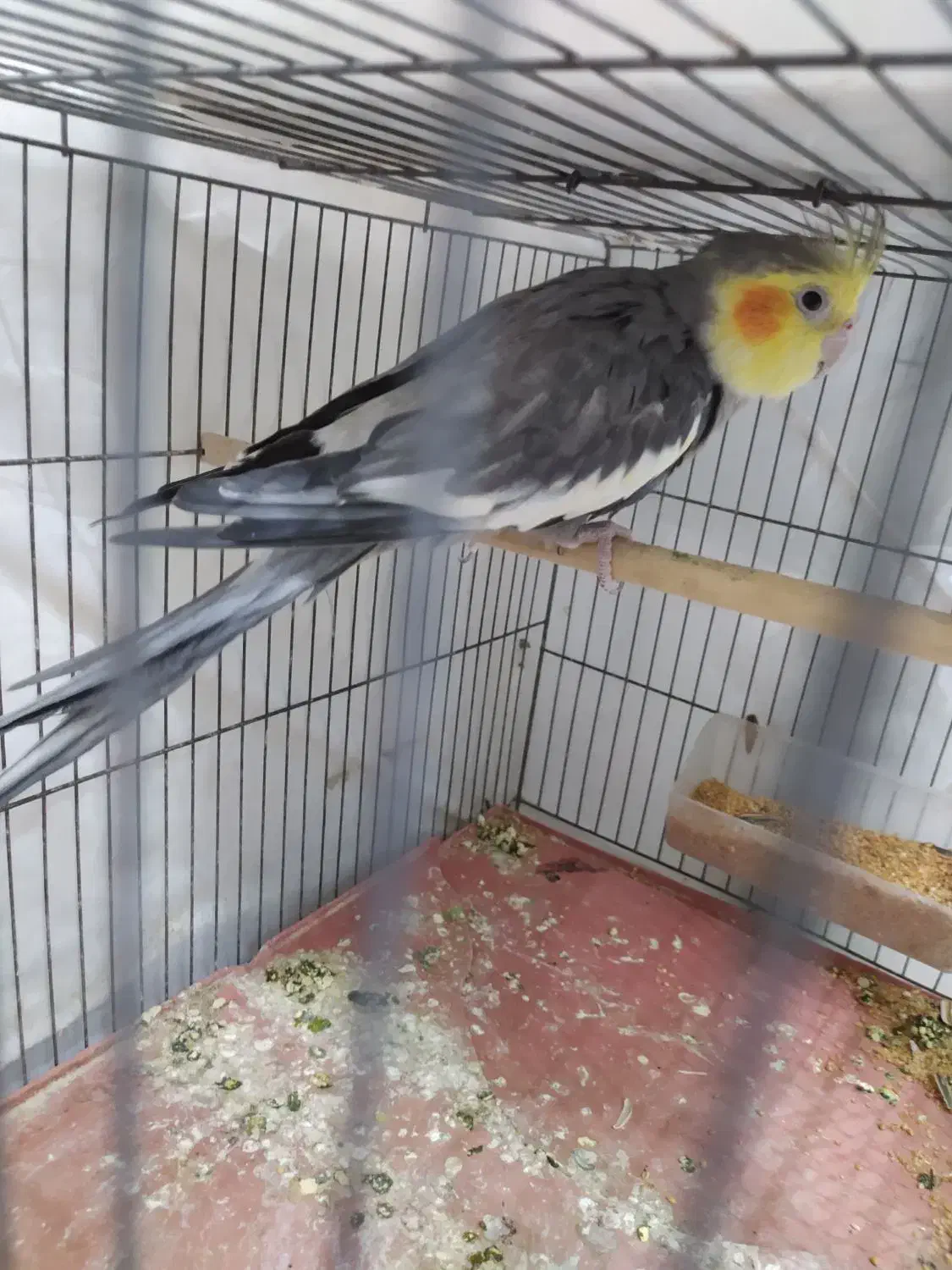 عروس هلندی خاکستری نر|پرنده|خورموج, |دیوار