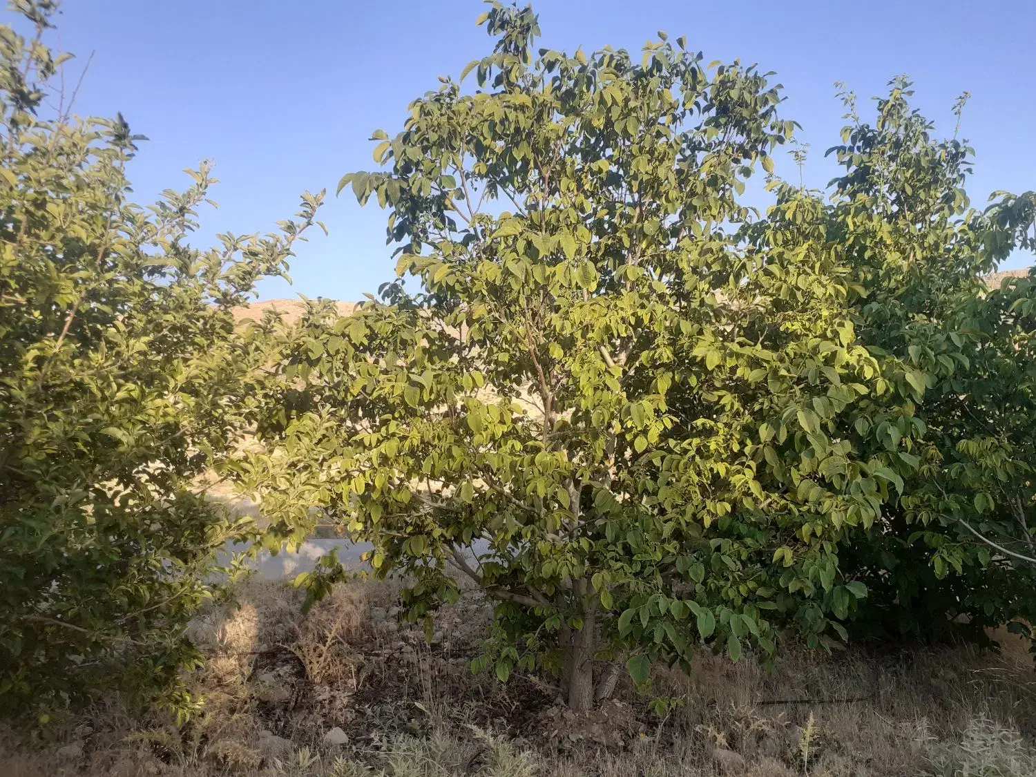 فروش باغ دارای سند رسمی دشتروم|فروش دفتر صنعتی، کشاورزی، تجاری|یاسوج, |دیوار