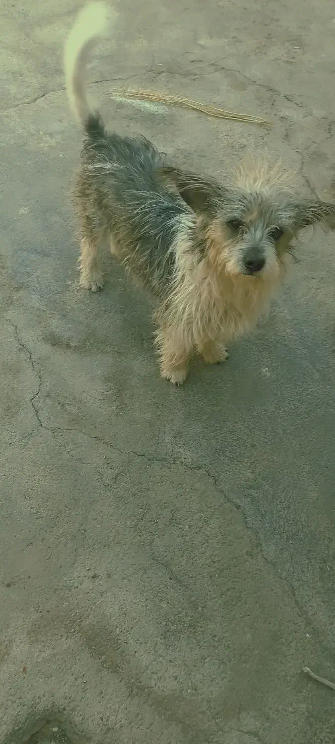 سگ کرن تریر|سگ|پیشوا, |دیوار