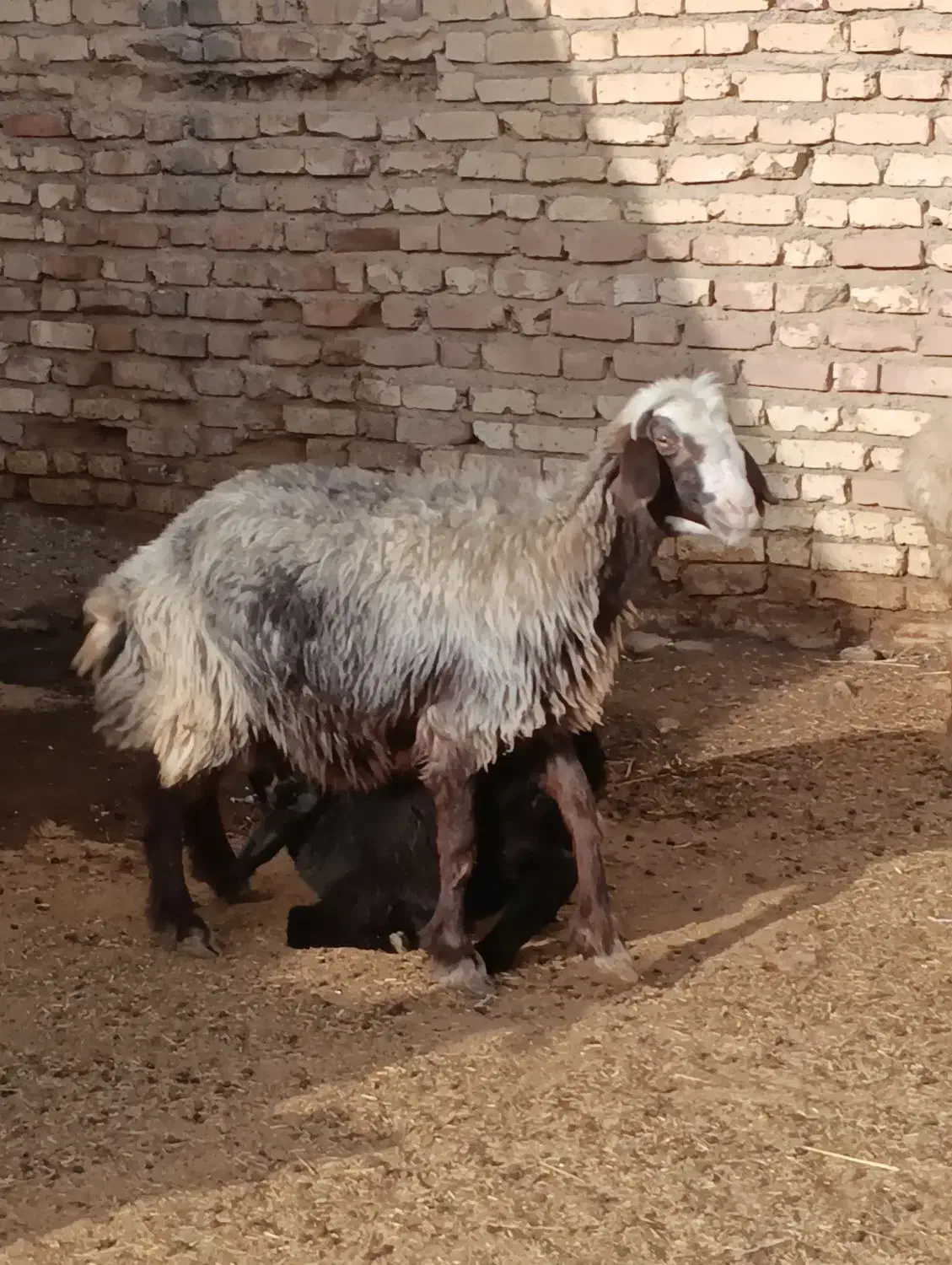 میش بره دار بز ابستن|حیوانات مزرعه|خرامه, |دیوار