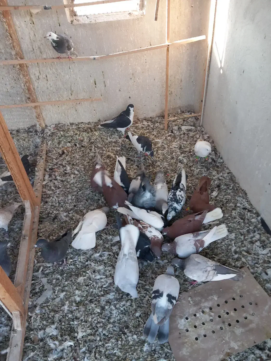 ۲۱کفتر فروشی|پرنده|محمدیه-قزوین, |دیوار