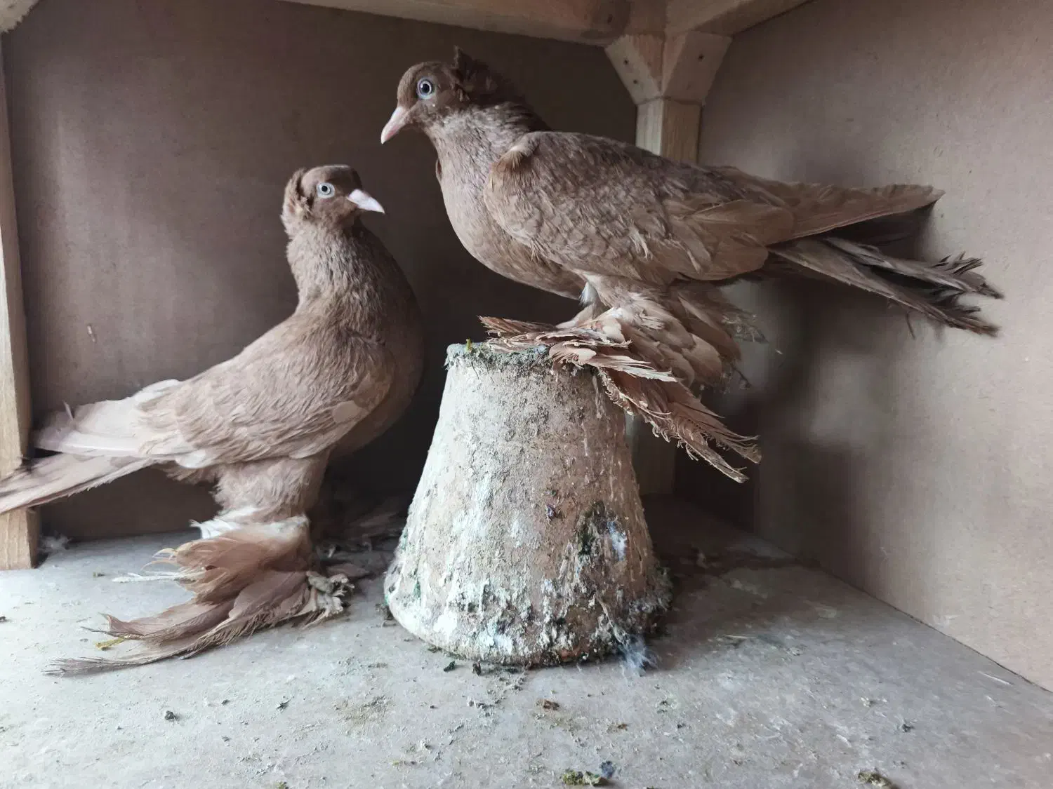 کبوتر زرد|پرنده|تبریز, |دیوار