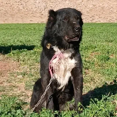 واگذاری|سگ|شهرکرد, |دیوار