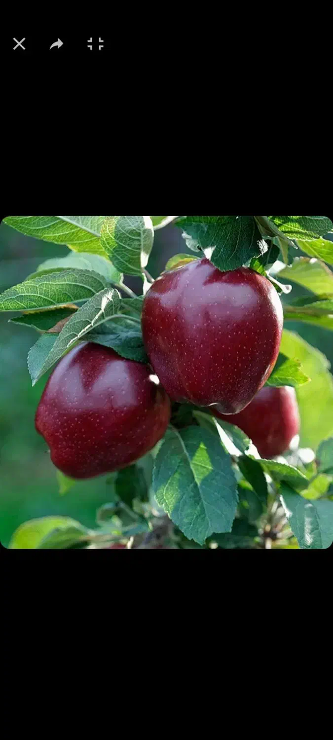 هرس درختان میوه|خدمات باغبانی و درختکاری|میاندوآب, |دیوار