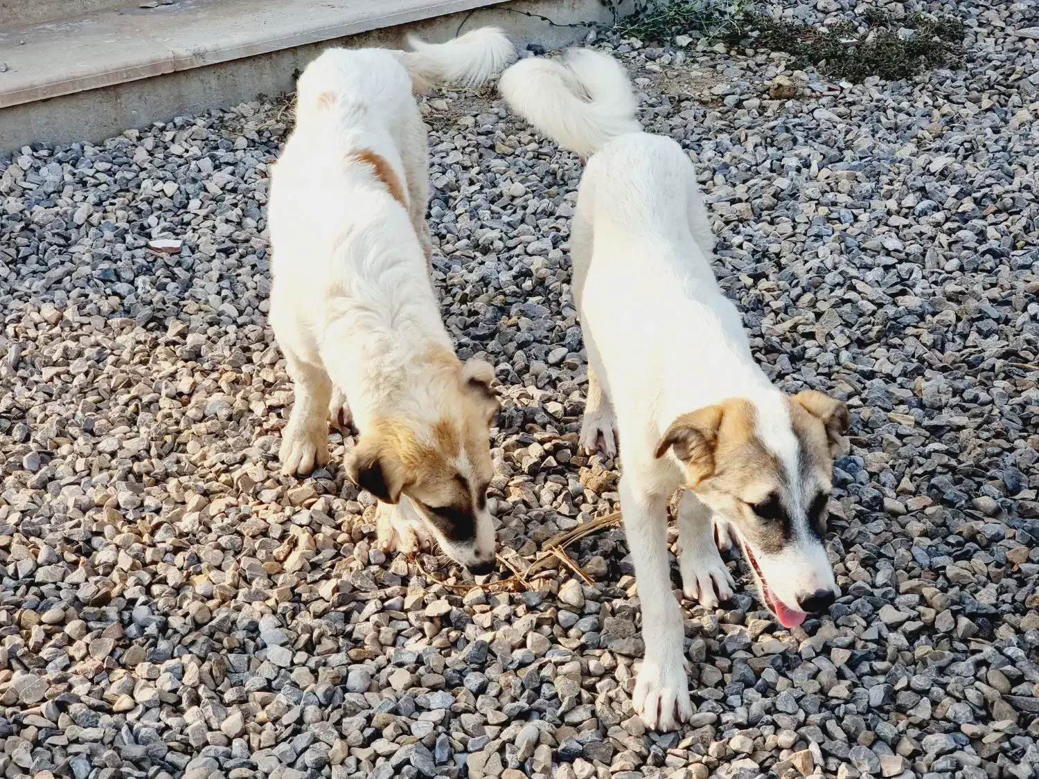 توله سگ ۶ ماهه|سگ|بندرعباس, |دیوار