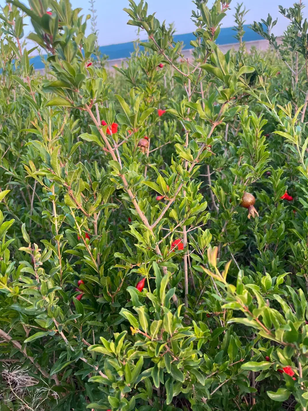 نهال انار دانه مشکی شهرضا|خدمات باغبانی و درختکاری|شهرضا, |دیوار