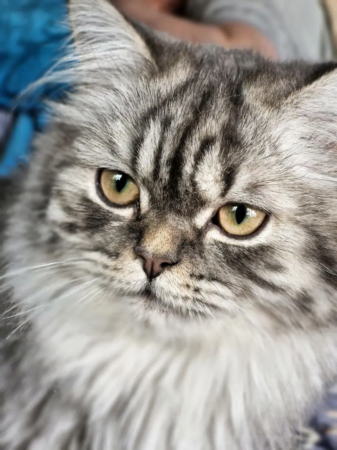 بریتیش ماده|گربه|تهران, چیتگر جنوبی|دیوار