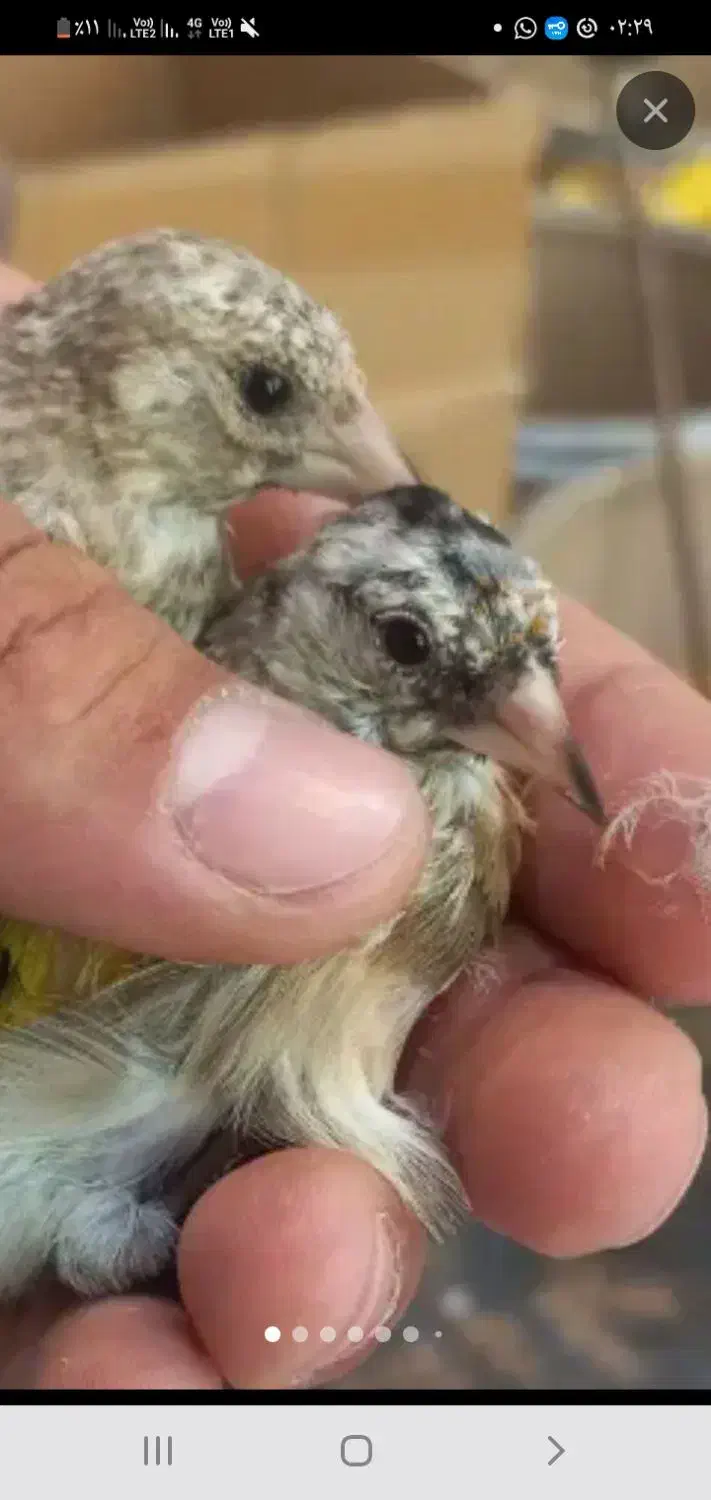 سهره|پرنده|تهران, خاوران|دیوار