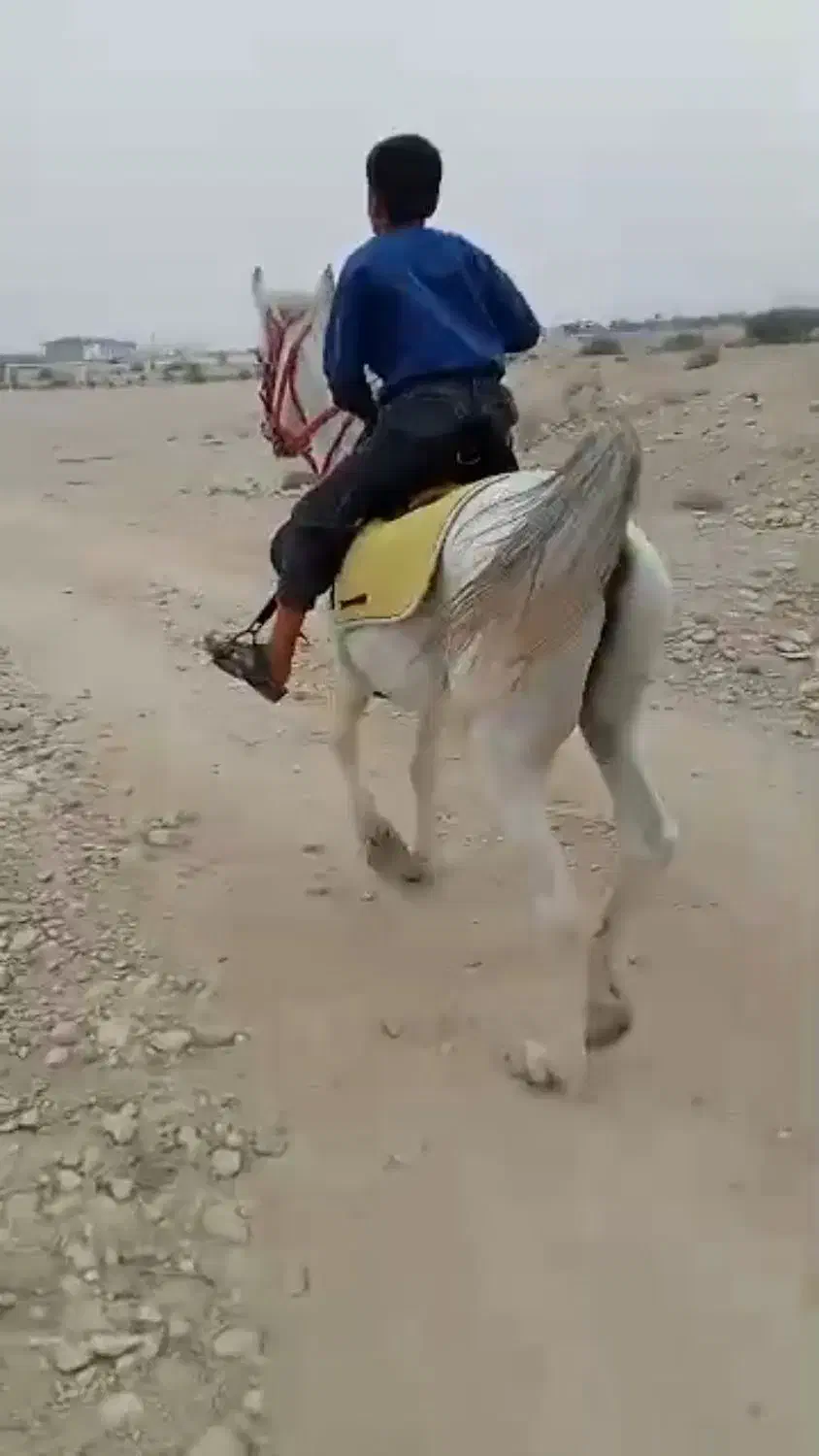 فروش اسب نریون نژاد ترک|اسب و تجهیزات اسبسواری|گله دار, |دیوار