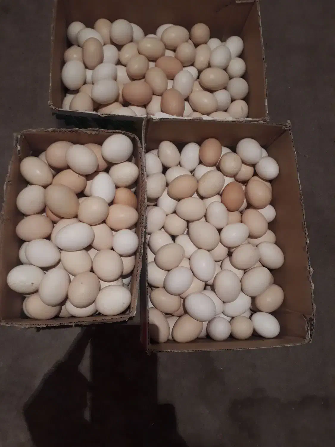 تخم مرغ کوردی|خوردنی و آشامیدنی|سرپل ذهاب, |دیوار