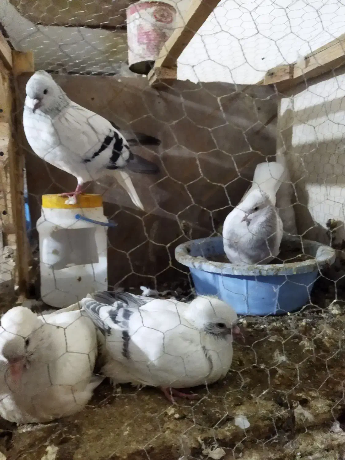 کفتر|پرنده|نیشابور, مازول|دیوار