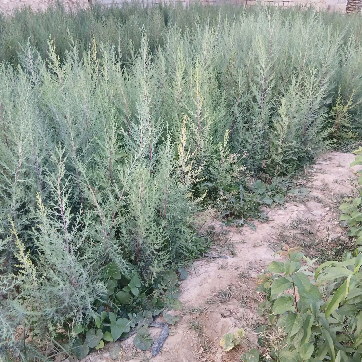 تولیدی و نهالستان محمد|خدمات باغبانی و درختکاری|اصفهان, محمودیه|دیوار