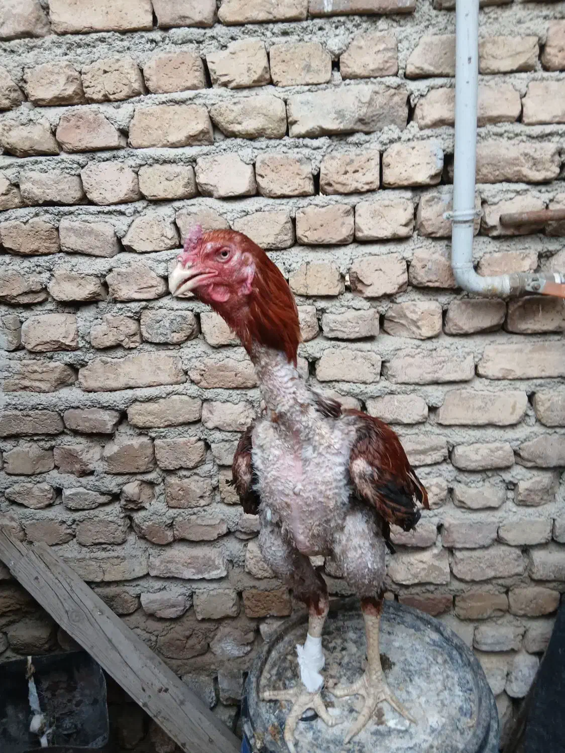 4 عدد خروس لاری|حیوانات مزرعه|رباط‌کریم, رباط‌کریم|دیوار