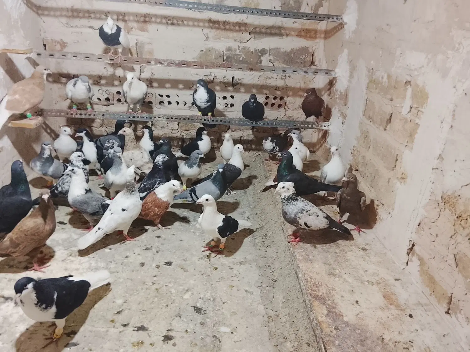 کبوتر پلاکی مسافتی شهرستانی|پرنده|تهران, جوادیه|دیوار