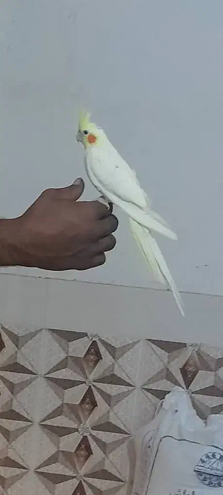 عروس پاریس|پرنده|سوسنگرد, |دیوار