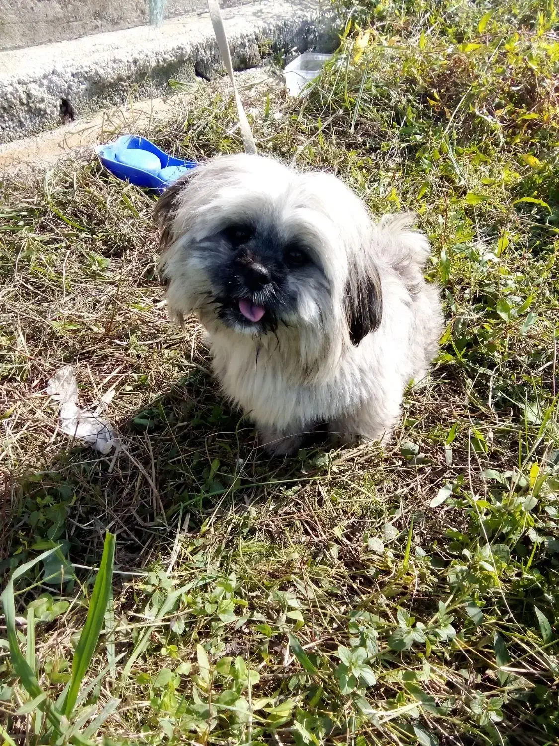 سگ شیتزو|سگ|رضوانشهر, |دیوار