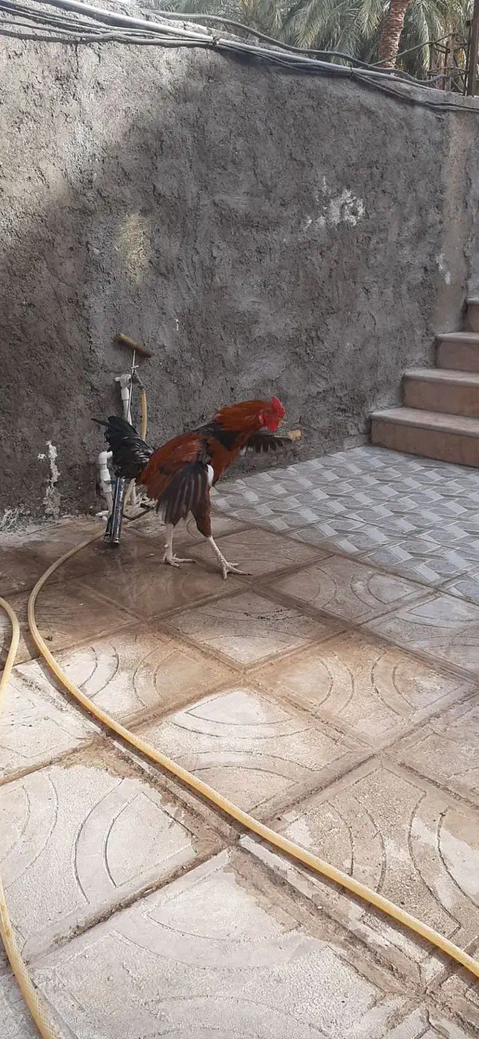 حیوان|حیوانات مزرعه|بم, |دیوار