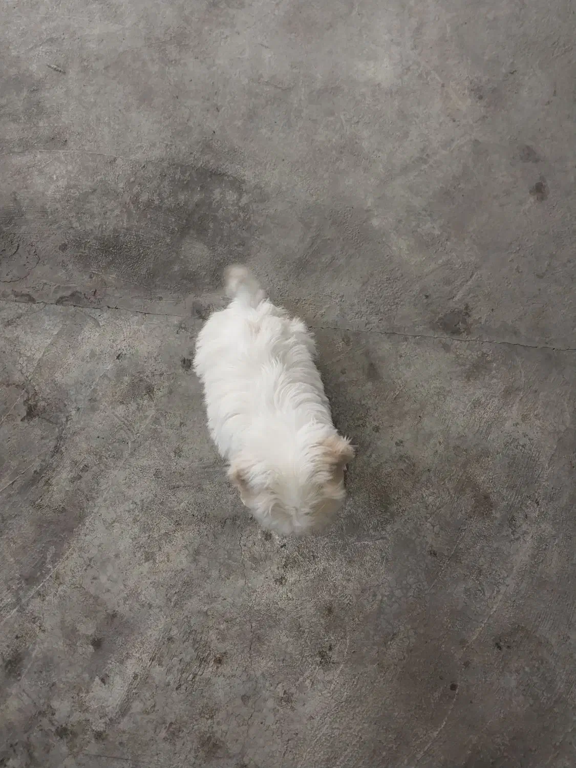 واگذاری سگ|سگ|آباده, |دیوار