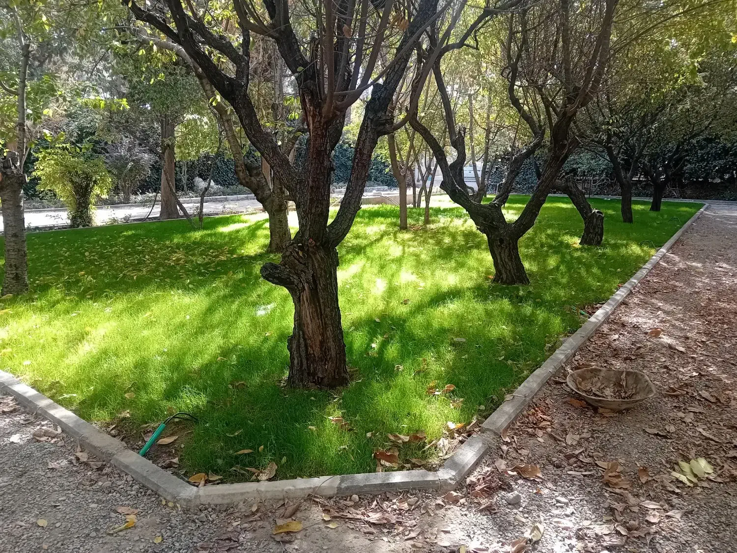 طراحی واجرای فضای سبز  باغبانی|خدمات باغبانی و درختکاری|مشکین‌دشت, |دیوار