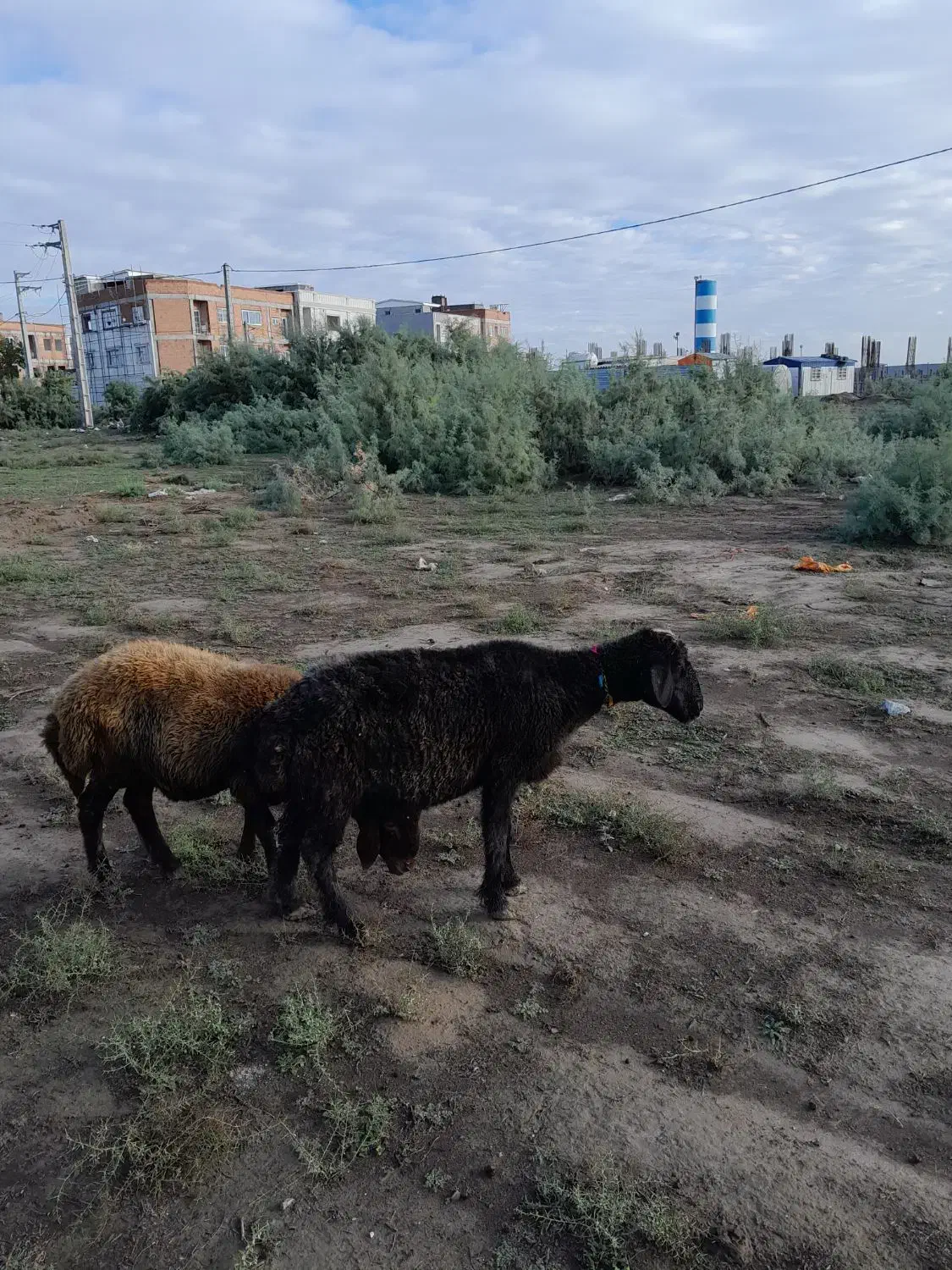 یک راس بره داره جوان|حیوانات مزرعه|آق قلا, |دیوار