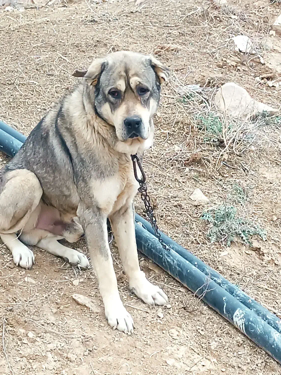 سگ پژدر|سگ|آشخانه, |دیوار