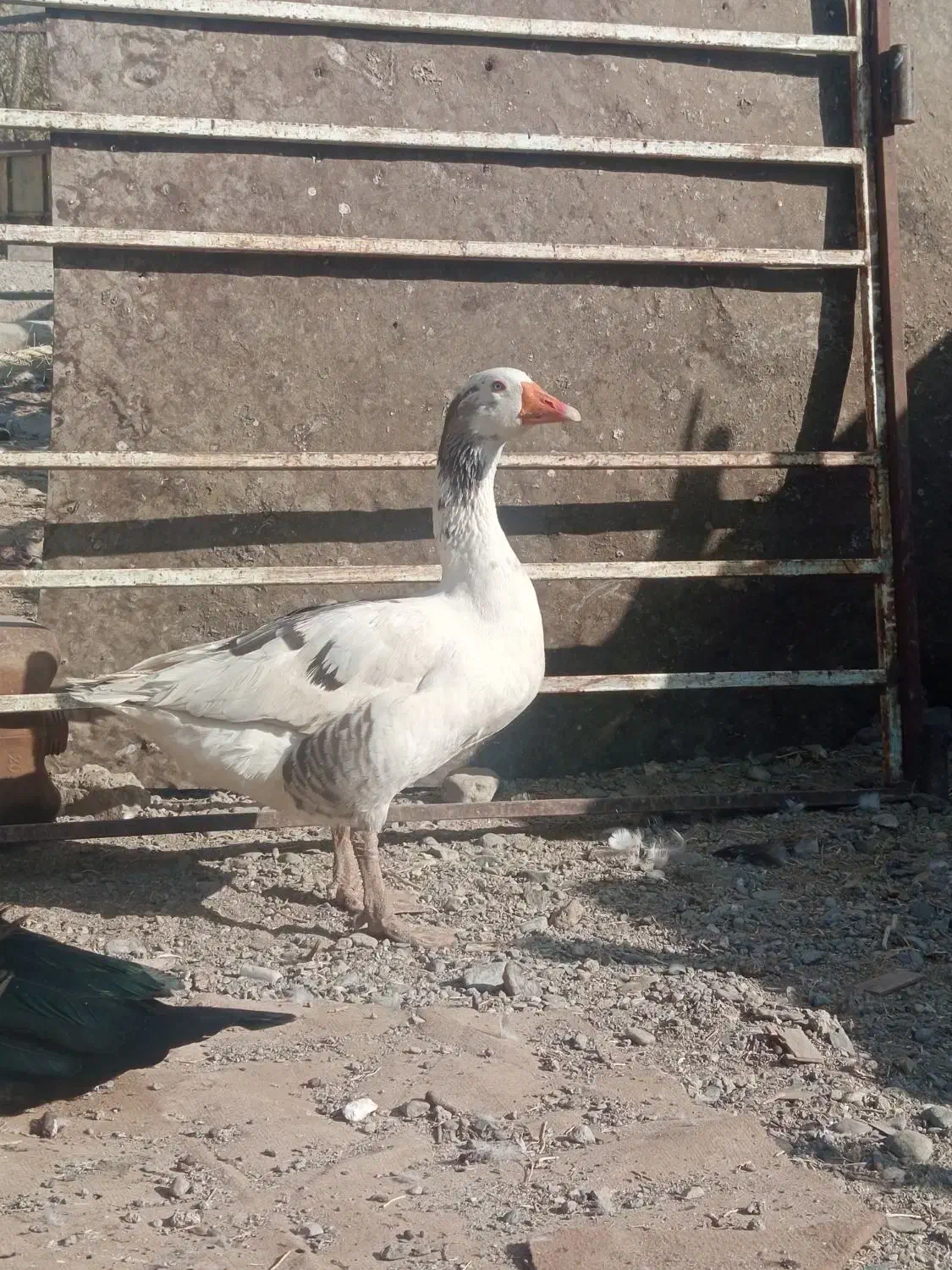 اردک نر اسرایلی با غاز|حیوانات مزرعه|لاجان, |دیوار