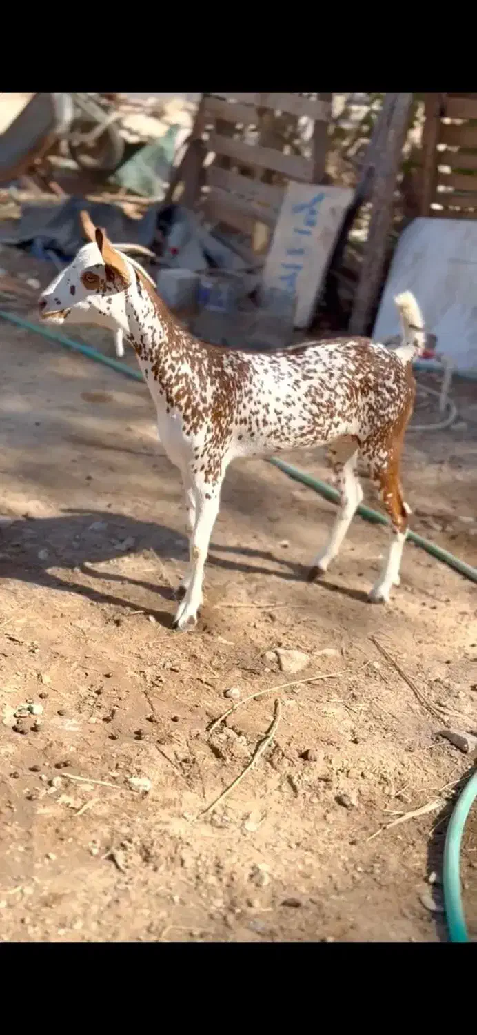 صلال اصل|حیوانات مزرعه|شهر بابک, |دیوار