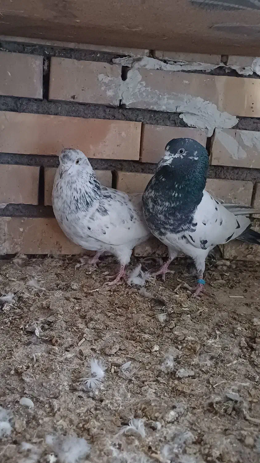 کفتر نروماده|پرنده|کاشان, آیت الله سعیدی|دیوار