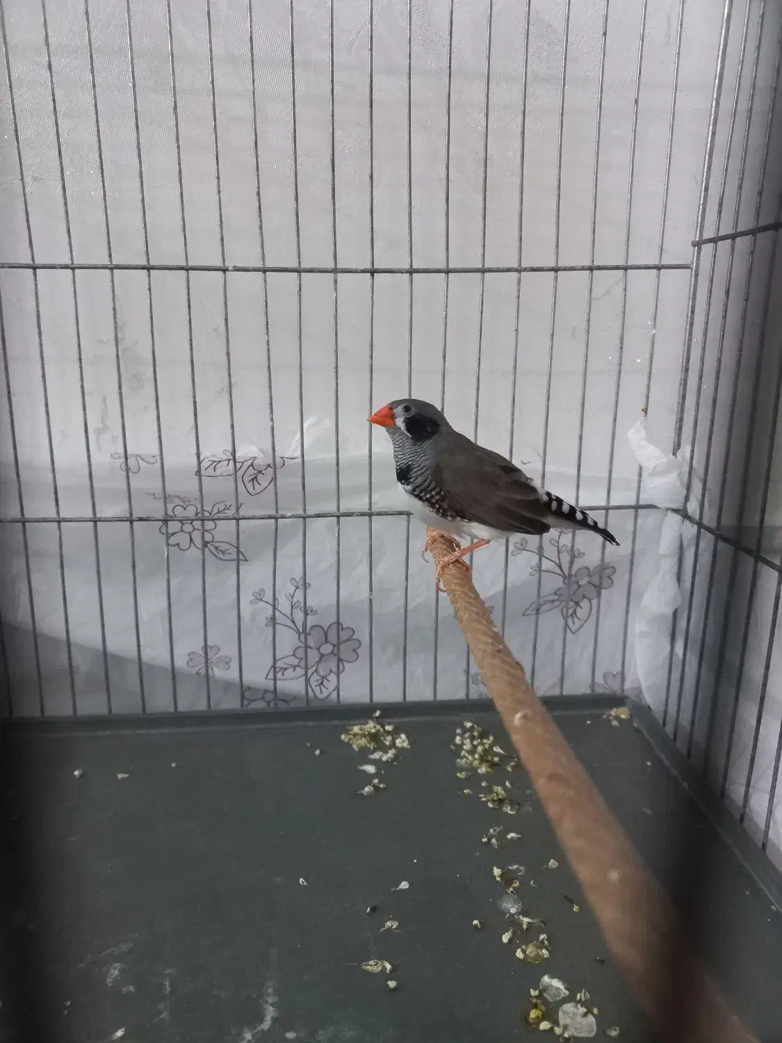 قفس با فنج|پرنده|اندیمشک, |دیوار