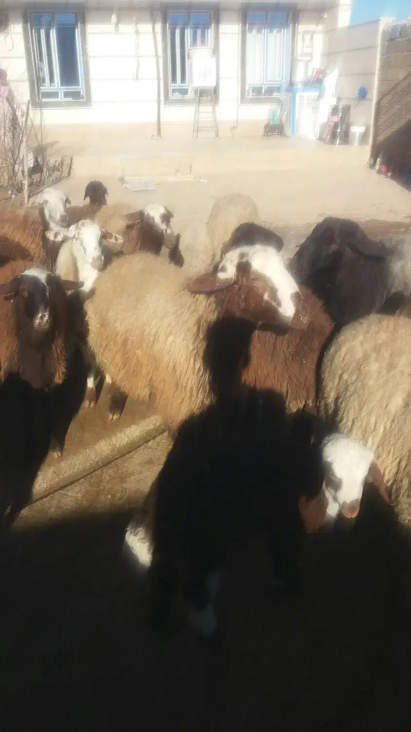 شک ورن|حیوانات مزرعه|نورآباد, |دیوار