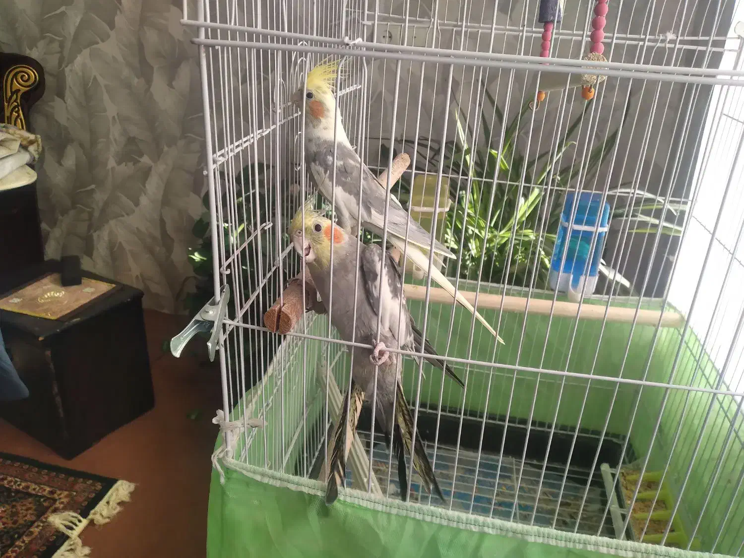 عروس هلندی سخنگو|پرنده|الیگودرز, |دیوار