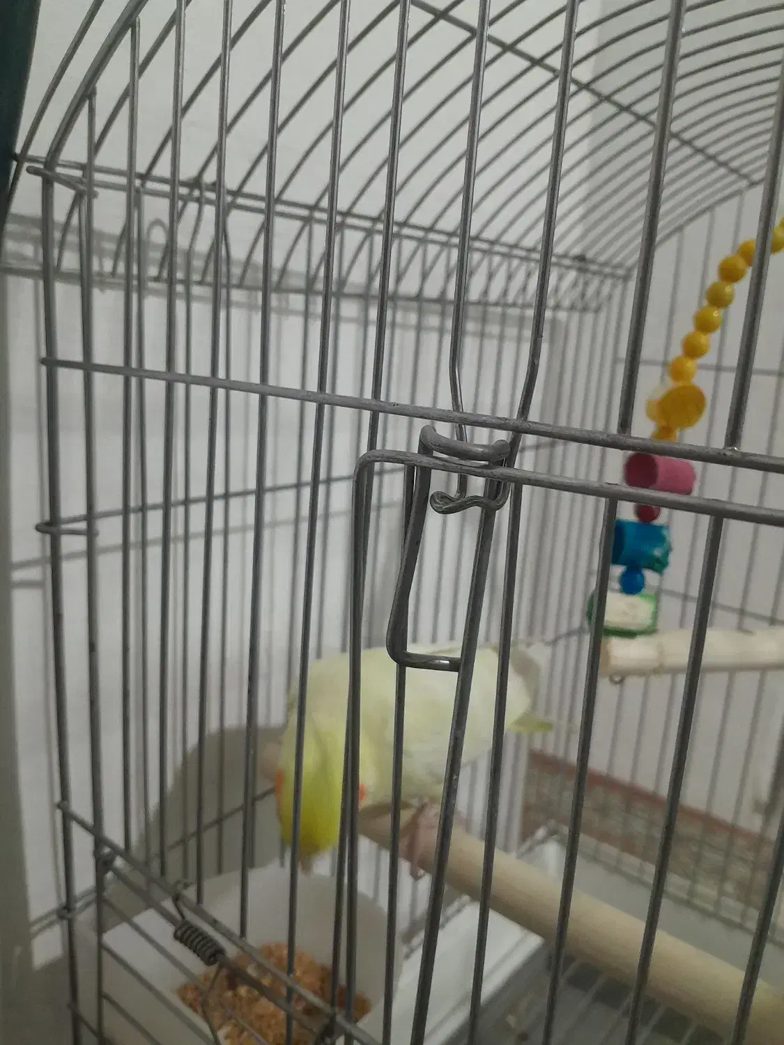 عروس هلندی|پرنده|پره‌سر, |دیوار