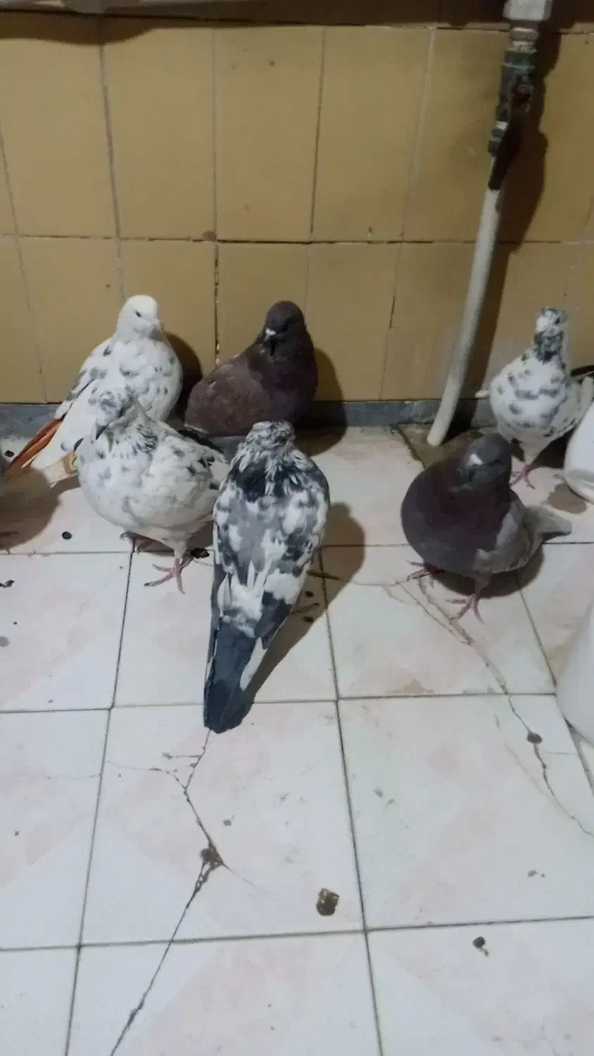 کبوتر|پرنده|معصومیه, |دیوار