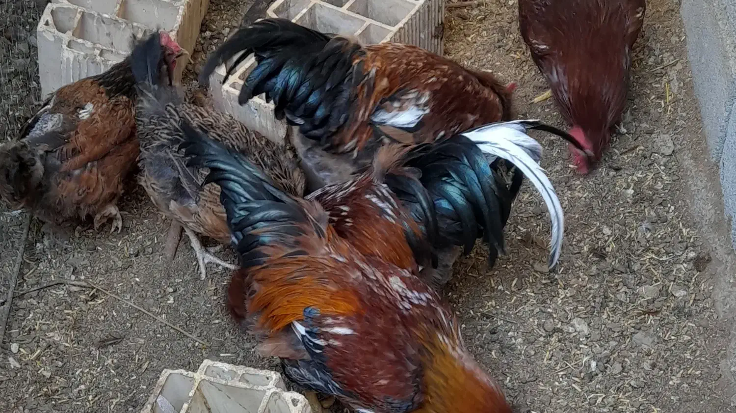 خروس|حیوانات مزرعه|طبس, |دیوار