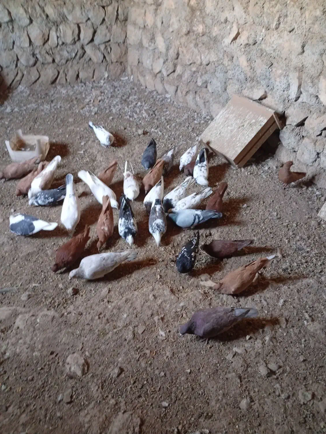 کبوتر.سرخ زرد|پرنده|چگنی, |دیوار