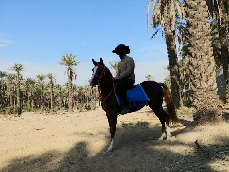 اسب|اسب و تجهیزات اسب‌سواری|جهرم, |دیوار