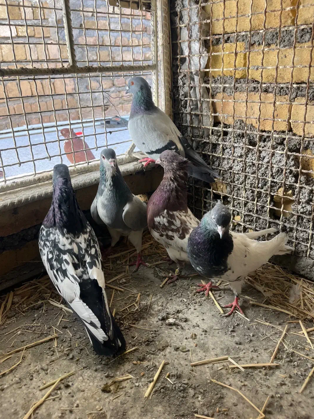 ۵ تا کفتر|پرنده|خرمآباد, |دیوار