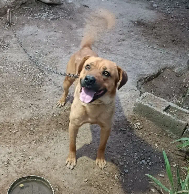 سگ.|سگ|زهک, |دیوار