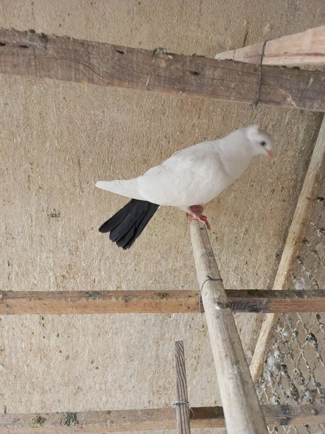 کبوتر دم ذغالی کاکلی|پرنده|تهران, افسریه شمالی|دیوار