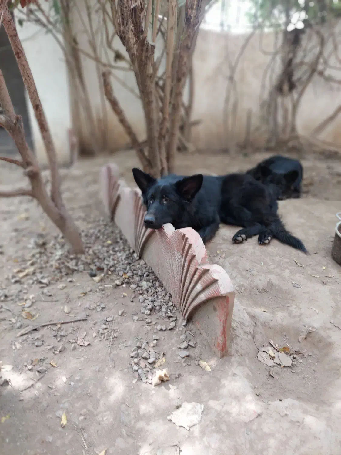 توله ژرمن های یکساله و ۷ ماهه|سگ|فریدون‌کنار, |دیوار